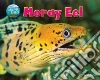 Moray Eel Moray Eel